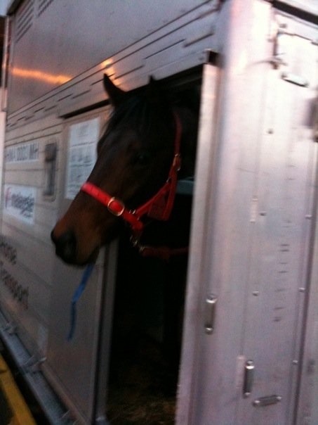 Traveling with horses from Australia to Asia