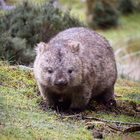 Wombat at Cradle Mountain Lodge